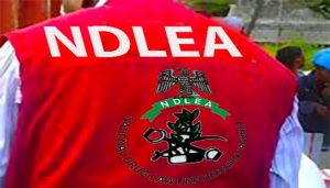 NDLEA (1)